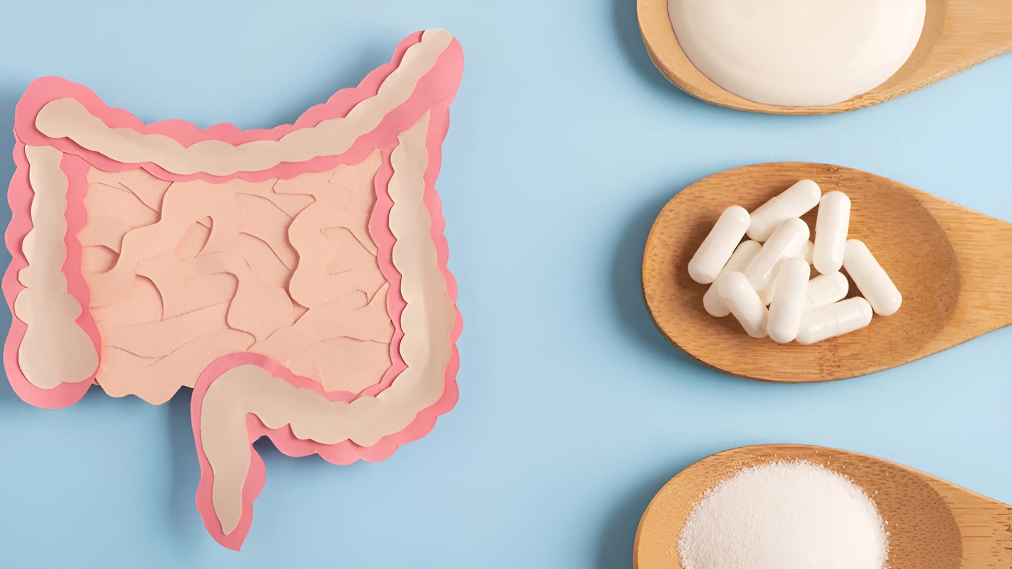 Probiotics for immune system support in various spoons, with a representation of intestines next to them.